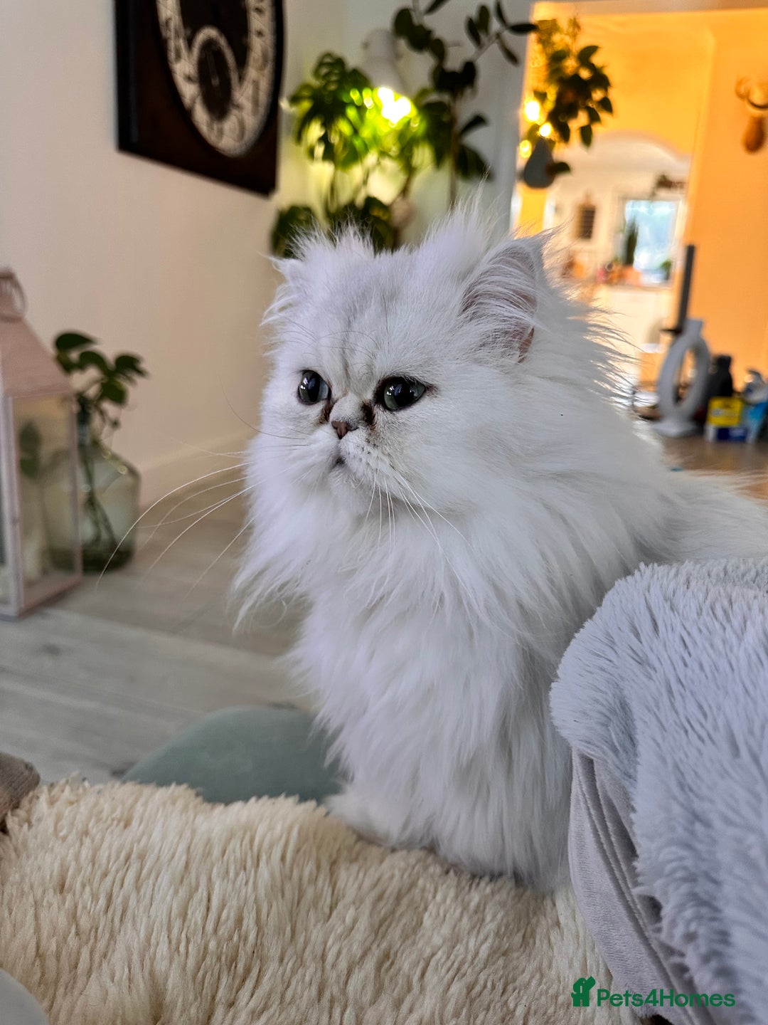 Persian cats for sale: Persian chinchilla cats - Advert 3