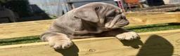 English Bulldog dogs for sale: English bulldogs  in Mansfield - Advert 10