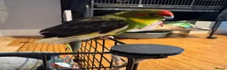 Parakeets birds for sale: Kakariki girl with cage  - Advert 2