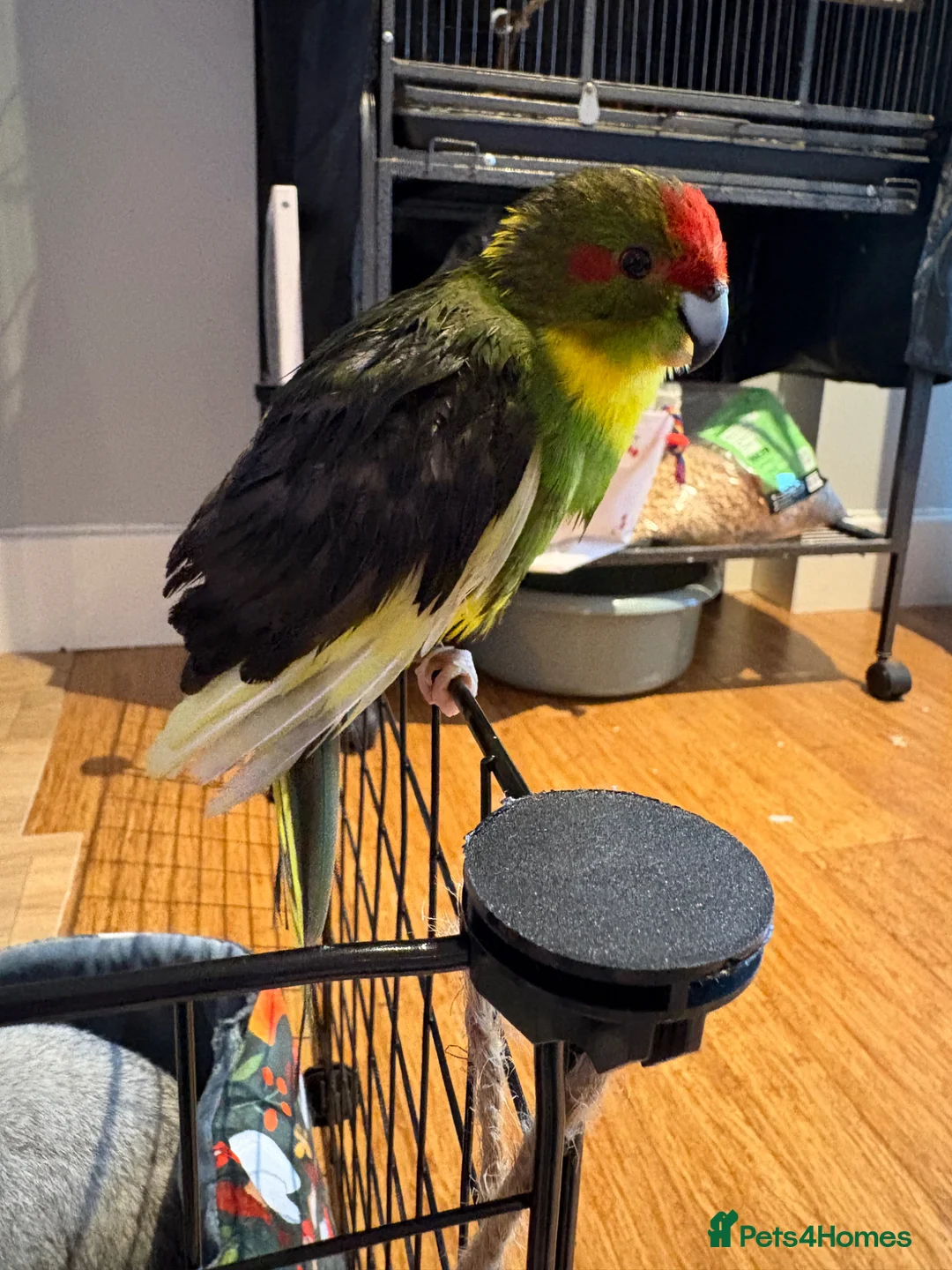 Parakeets birds for sale: Kakariki girl with cage  - Advert 2