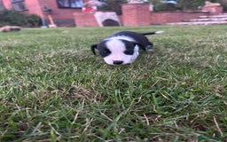 Jack Russell dogs for sale: 7 pure jack russel puppies  - Image 10