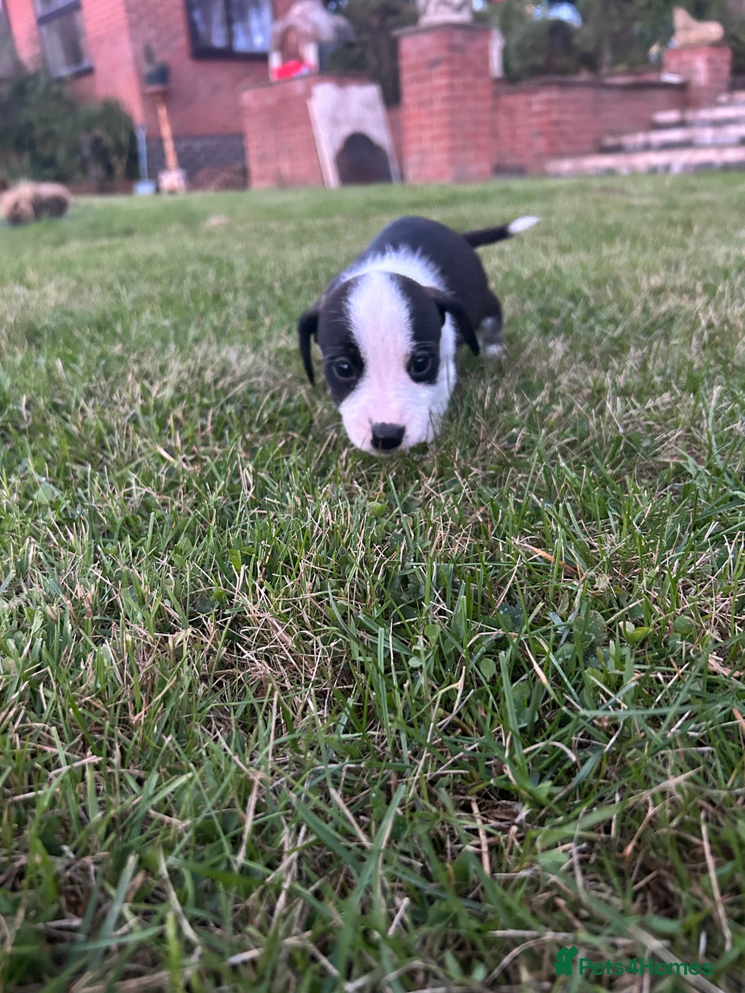 Jack Russell dogs for sale: 7 pure jack russel puppies  - Image 10