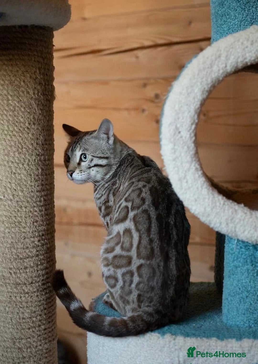 Bengal cats for sale: 🩶 IMPORTED SILVER MINK MALE 🩶 - Advert 10