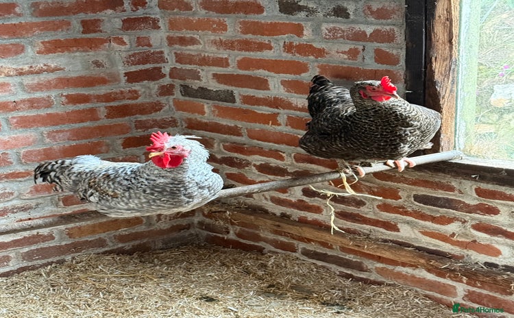 Chickens poultry for sale - Advert 2
