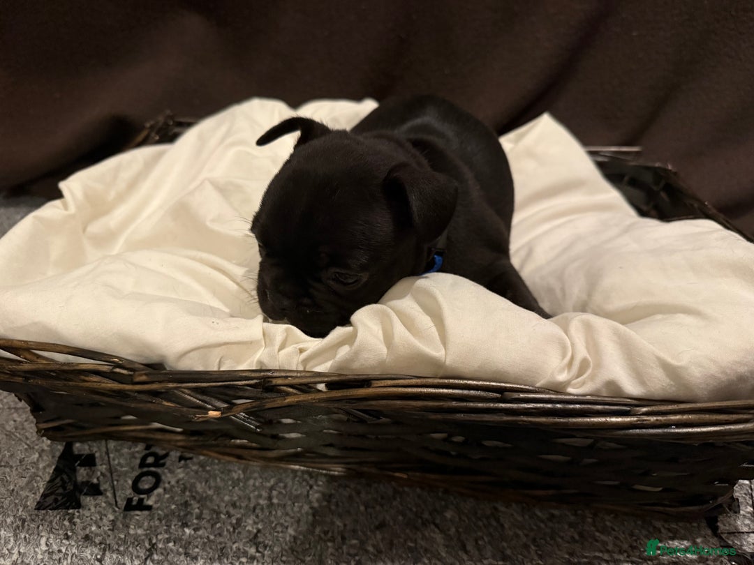 French Bulldog dogs for sale: 7 beautiful French bulldog puppies for sale - Image 18