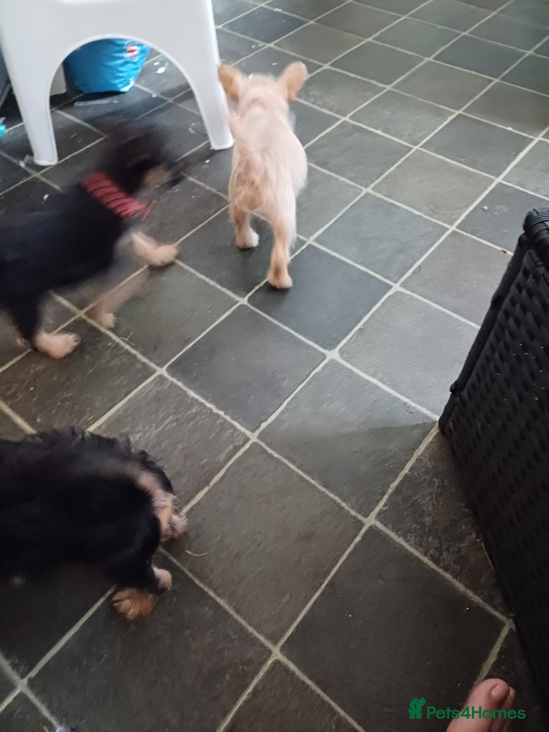 Mixed Breed dogs for sale: Froodles  - Image 4