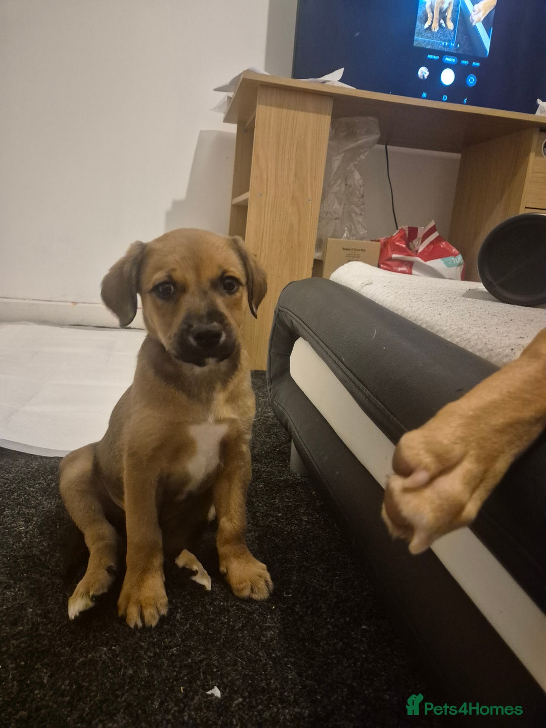 Mixed Breed dogs for sale: Staffy X Rottweiler  - Advert 4