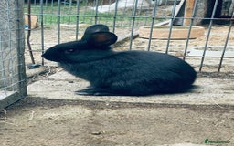 Mixed Breed rabbits for sale: Baby rabbits - Image 8