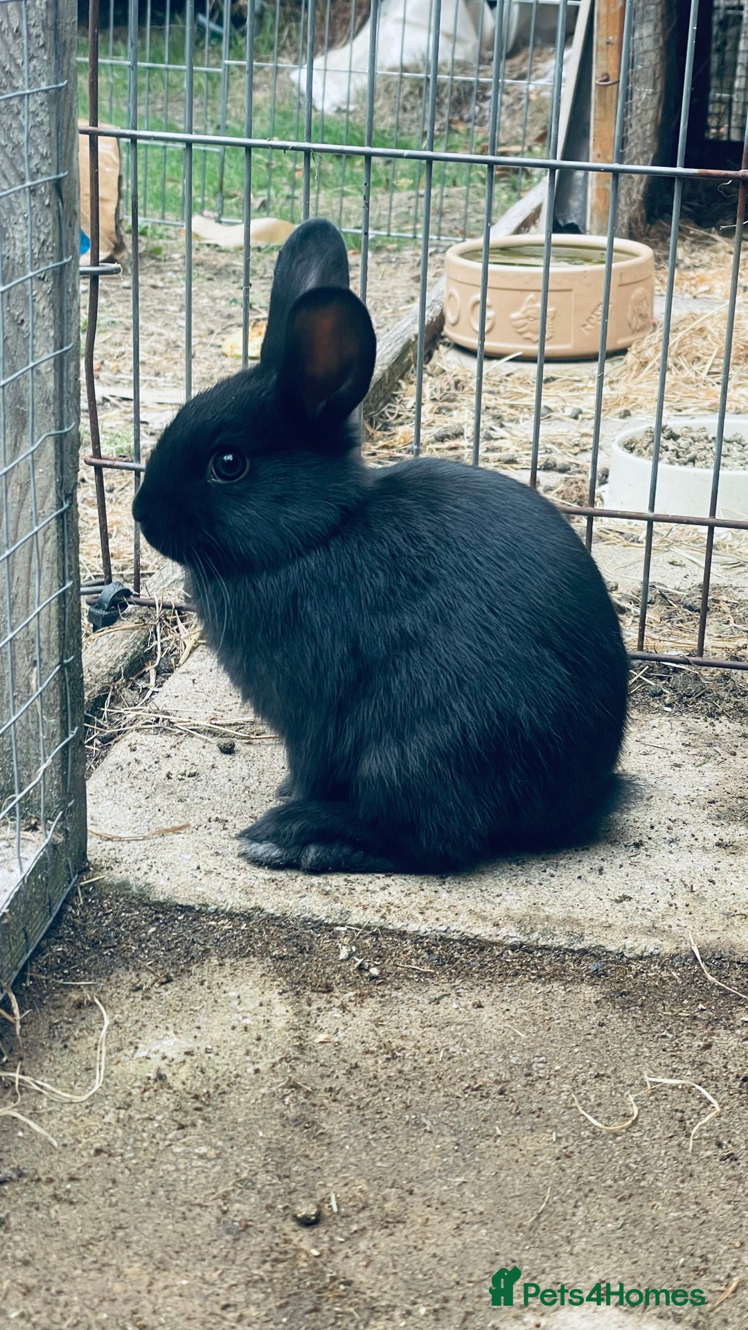 Mixed Breed rabbits for sale: Baby rabbits - Image 8