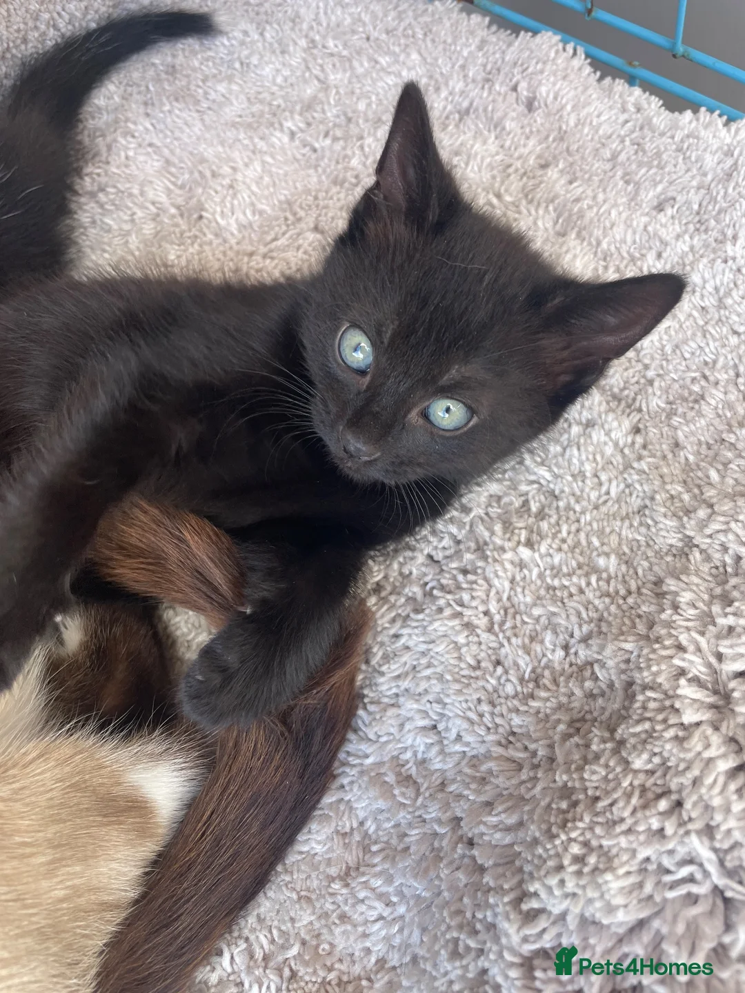 Mixed Breed cats for sale: 3 ragdoll cross domestic kittens  - Advert 12