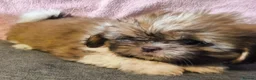 Shih Tzu dogs for sale: Quality Half Imperial Shihtzus. - Advert 4