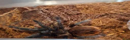Tarantulas invertebrates for sale: 6 tarantulas for sale - Advert 1