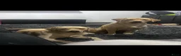 Labrador Retriever dogs for sale: Our beloved family pets  - Advert 9