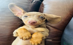 Miniature Dachshund dogs for sale: Miniature dachshund 7 months old - Image 3