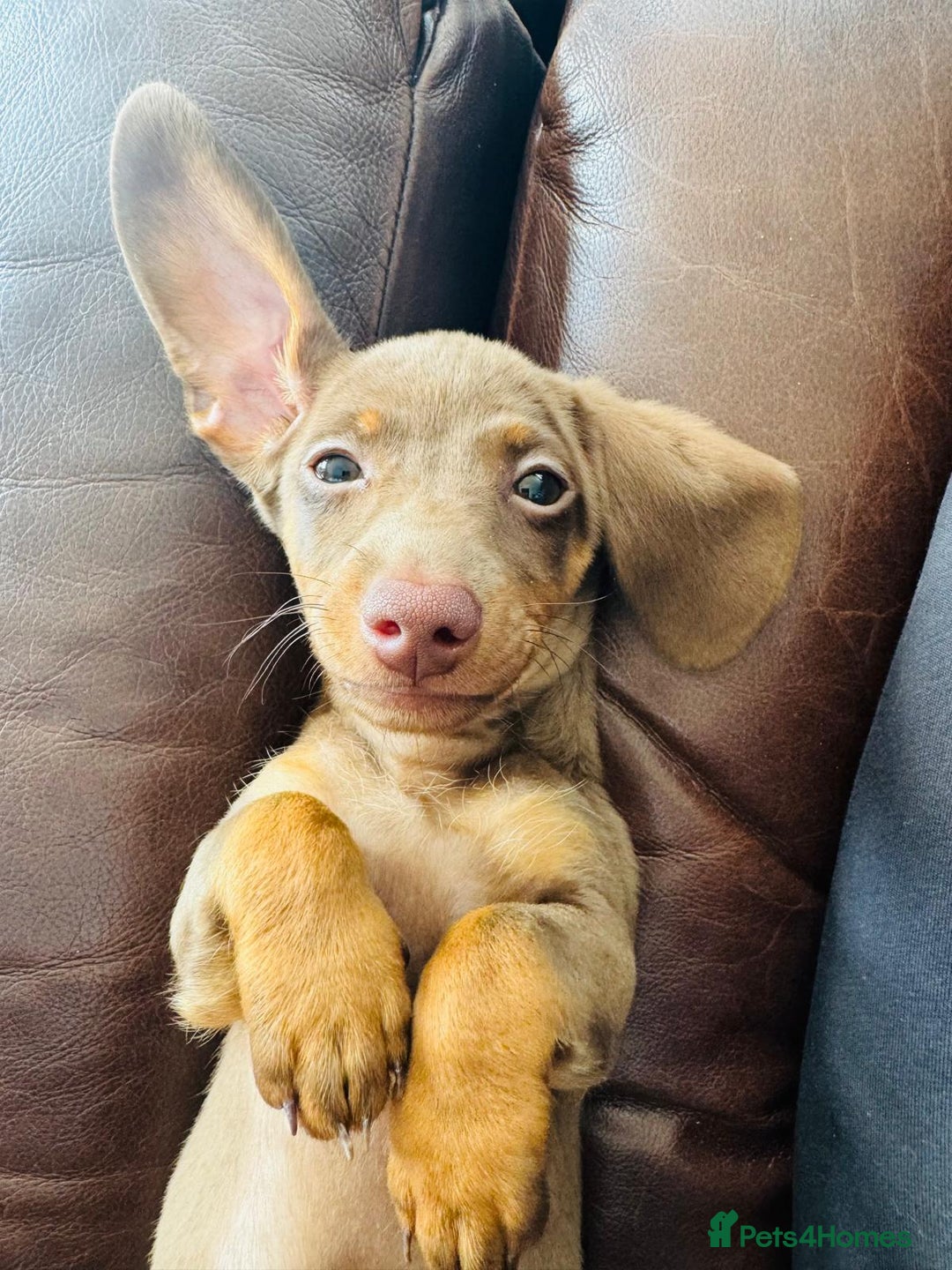 Miniature Dachshund dogs for sale: Miniature dachshund 7 months old - Image 3