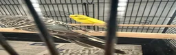 Budgerigars birds for sale: Baby budgies  - Advert 4