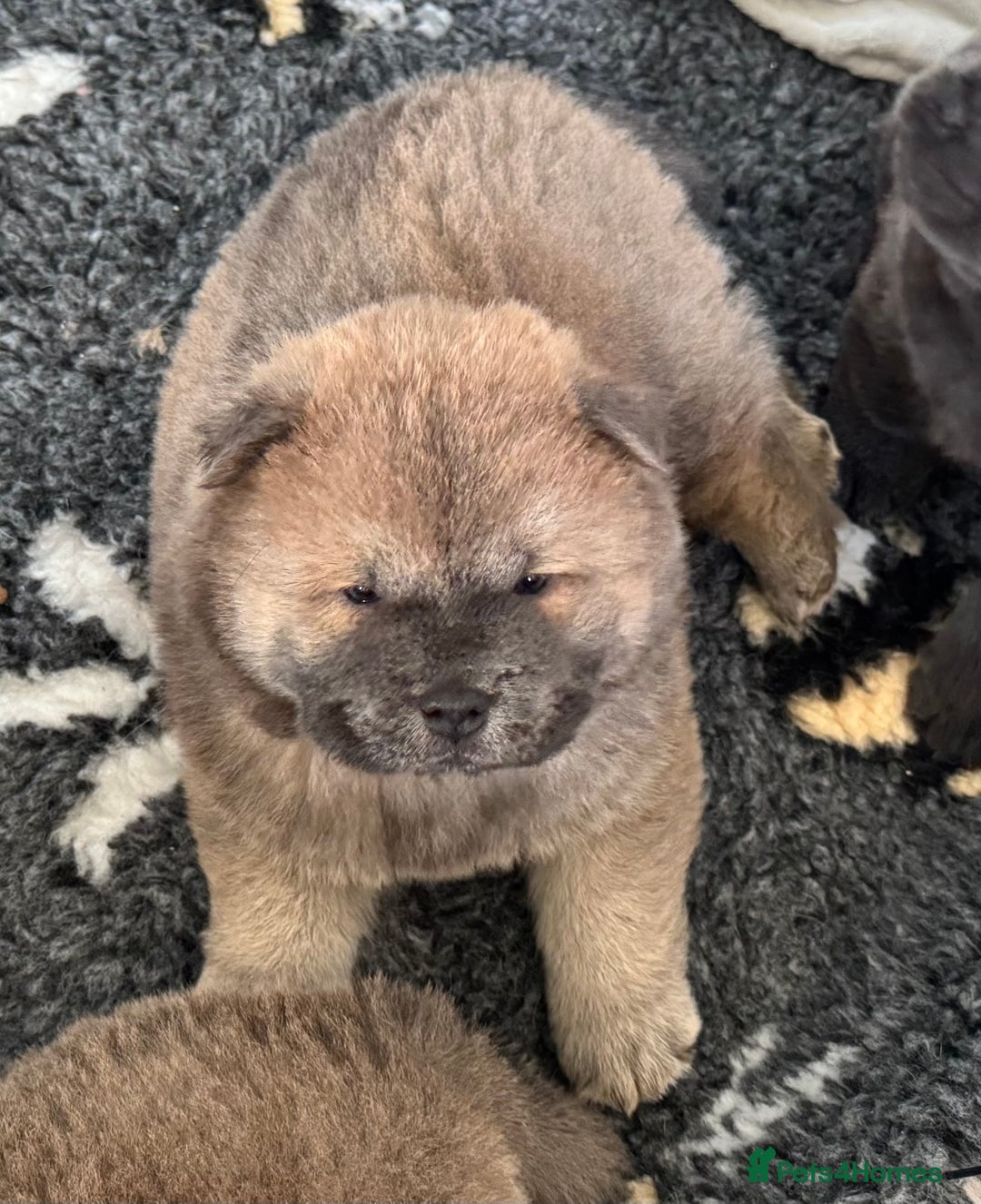 Chow Chow dogs for sale: Wyvernwest -smooth and rough puppies available 🐶  - Image 24