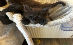 Maine Coon cats for sale: 2 xl tica active mainecoon kittens  - Image 1