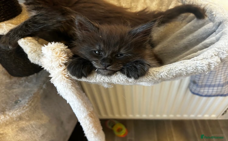 Maine Coon cats - Advert 9