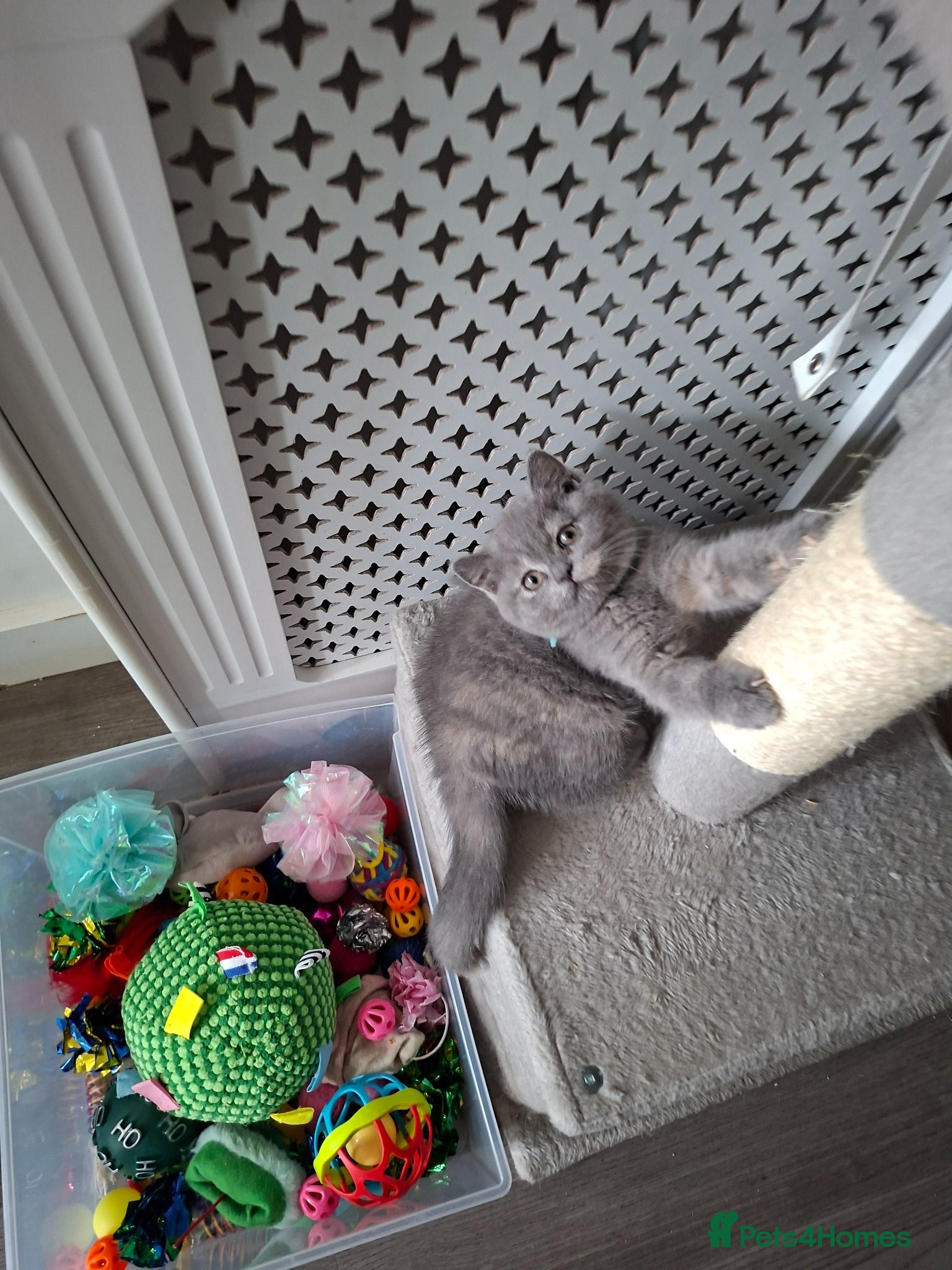 British Shorthair cats  Ready to leave 100% Pedigree - Advert 2