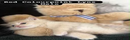 Ragdoll cats for sale: Ragdoll kittens - Advert 5