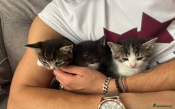 Mixed Breed cats for sale: 3 little kittens - Image 1