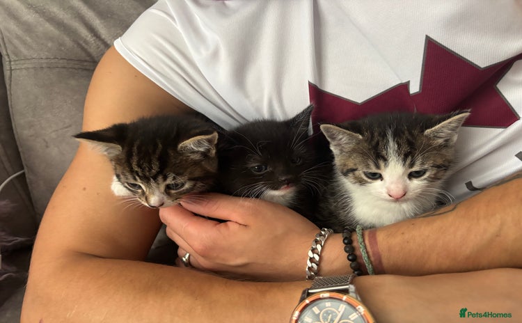 Mixed Breed cats - Advert 3