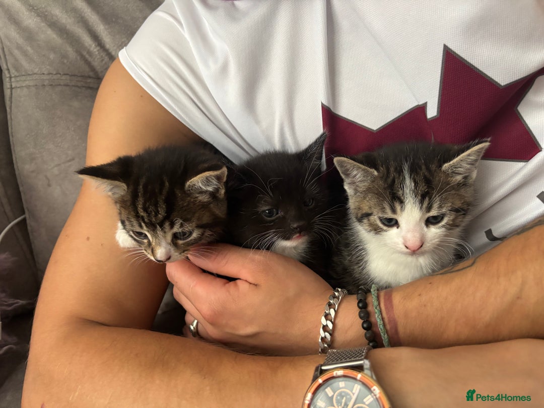 Mixed Breed cats for sale: 3 little kittens - Image 1
