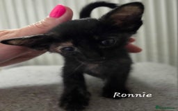 Oriental cats for sale: Beautiful GCCF registered Oriental kittens - Image 17