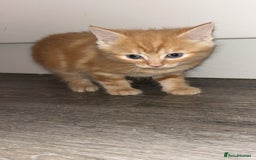 Mixed Breed cats for sale: 4 kittens for sale  - Image 4