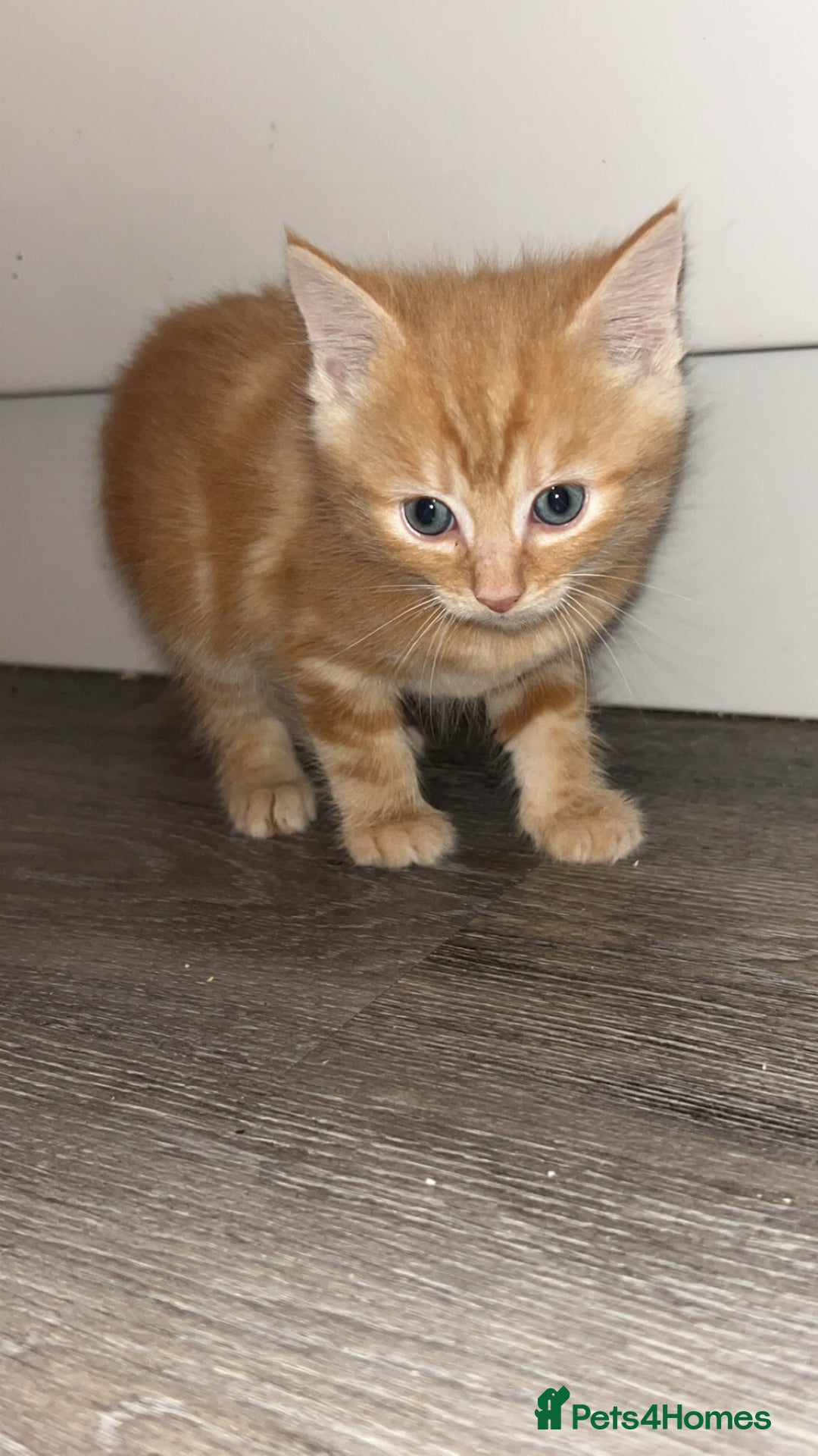 Mixed Breed cats for sale: 4 kittens for sale  - Image 4