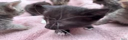 British Shorthair cats for sale: Friendly family-raised kittens ready now  - Advert 14