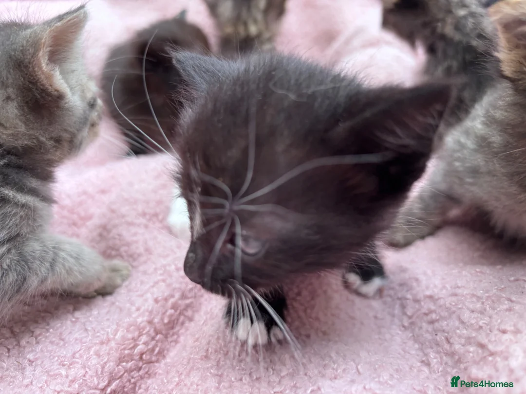 British Shorthair cats for sale: Friendly family-raised kittens ready now  - Advert 14