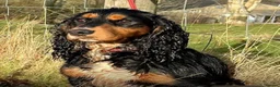 Cocker Spaniel dogs for sale: Kc cocker spaniel  - Advert 6