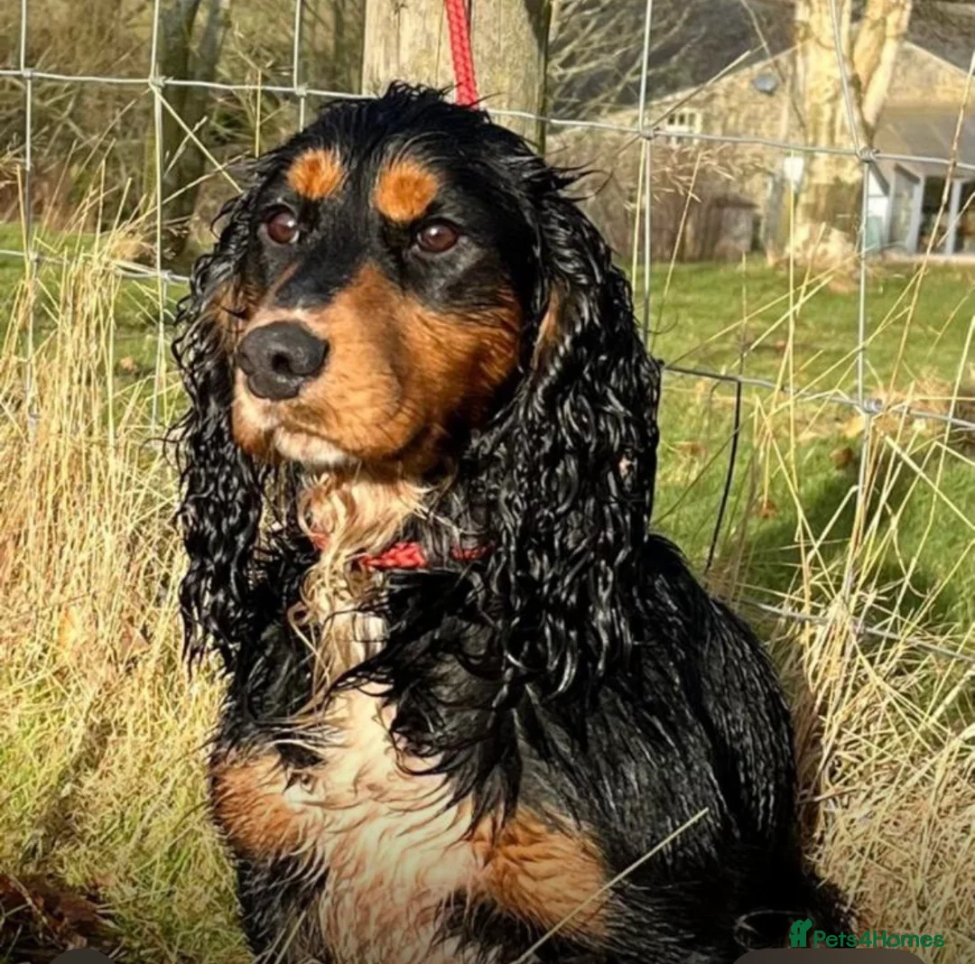 Cocker Spaniel dogs for sale: Kc cocker spaniel  - Advert 6
