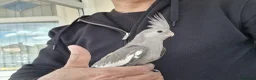 Cockatiels birds for sale: Super hand tamed baby cockatiels  - Advert 6