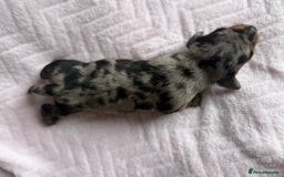 Miniature Dachshund dogs for sale: 🏆Champion Show Lines Kc Miniature Dachshunds 🏆 - Image 7