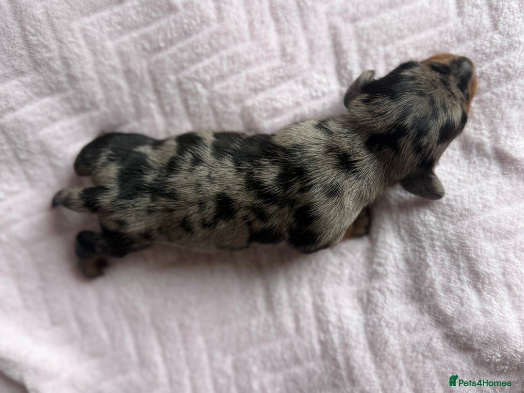 Miniature Dachshund dogs for sale: 🏆Champion Show Lines Kc Miniature Dachshunds 🏆 - Image 7