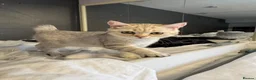 British Shorthair cats for sale: British Shorthair & longhair Chinchilla available  - Advert 6