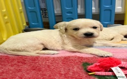 Golden Retriever dogs for sale: Exceptional litter of kc healthy golden retrievers - Image 7