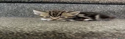 Mixed Breed cats for sale: Four kittens - Advert 23