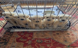 Golden Retriever dogs for sale: Golden Retrievers puppy for sale - Image 3