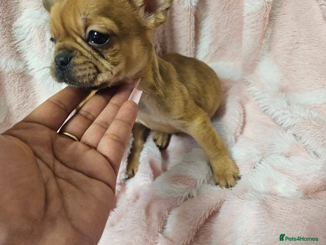 French Bulldog dogs for sale:   HIGH DNA FOR THE LOW ££ BR frenchie boys - Advert 8