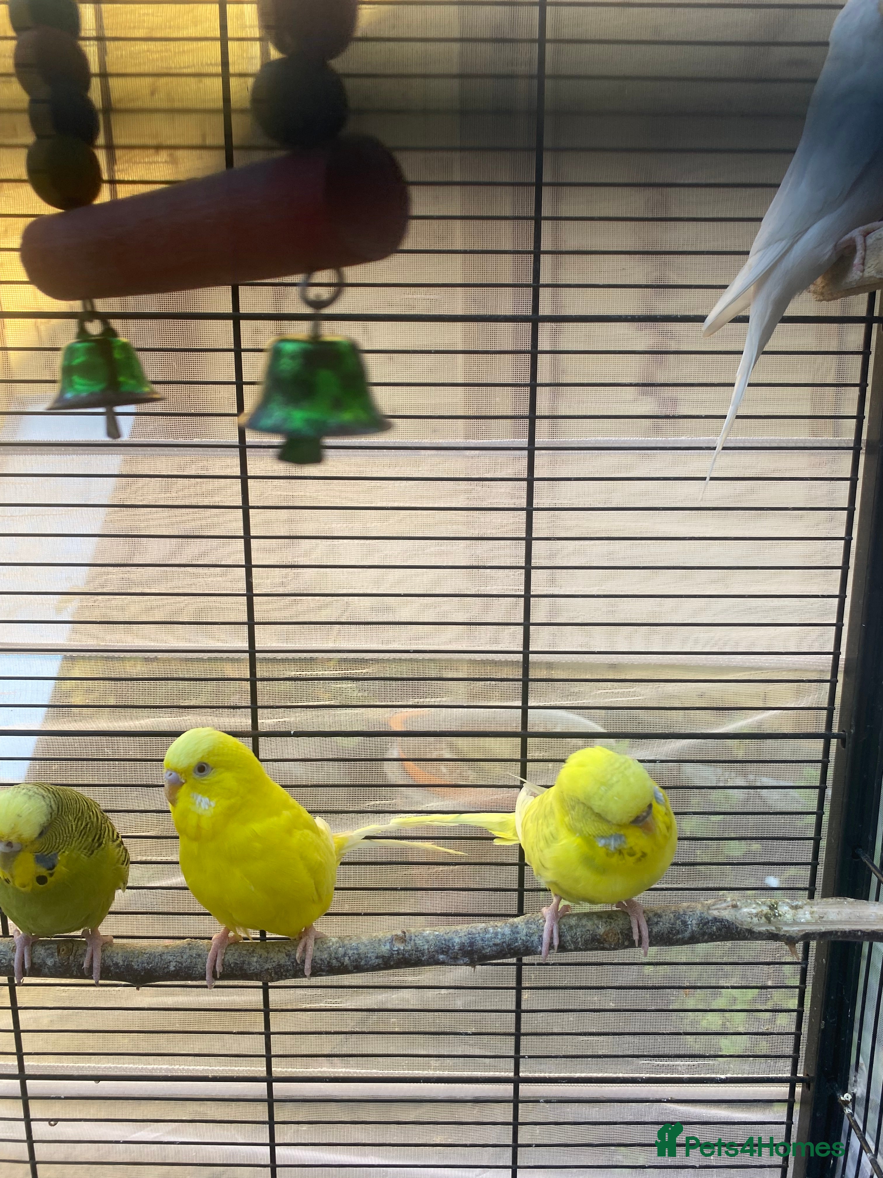 Budgerigars birds   a large cage and budgie food and  containers.  - Advert 11