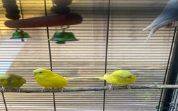 Budgerigars birds for sale: Mixed budgies and a large cage food, containers.  - Image 1