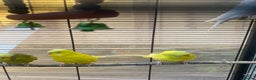 Budgerigars birds for sale:   a large cage and budgie food and  containers.  - Advert 1