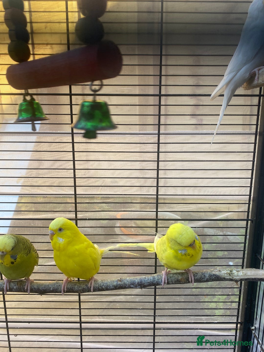 Budgerigars birds for sale: Mixed budgies and a large cage food, containers.  - Image 1