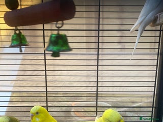 Budgerigars birds - Advert 1