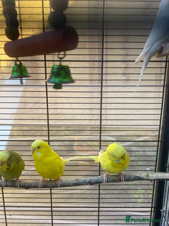 Budgerigars birds - Advert 1