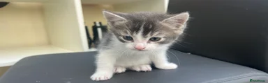 Mixed Breed Kitten 2